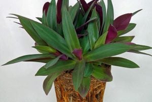 Telgraf çiçeği fidesi tradescantia spathacea rhoeo moses in the cradle