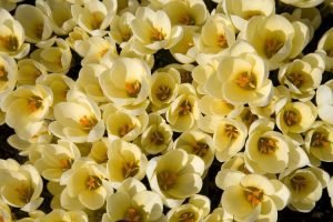 10 adet botanik çiğdem soğanı cream beauty