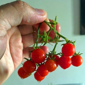 Atalık çeri üzüm domates tohumu sırık tip