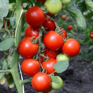 Atalık çeri üzüm domates tohumu sırık tip