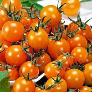 Atalık Figiel turuncu çeri üzüm domates tohumu sırık tip