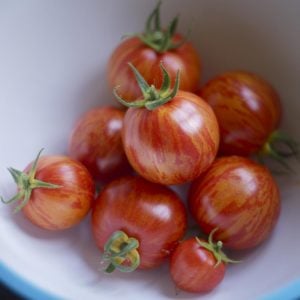 Turuncu Valencia Atalık domates tohumu