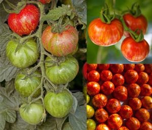 Turuncu Valencia Atalık domates tohumu