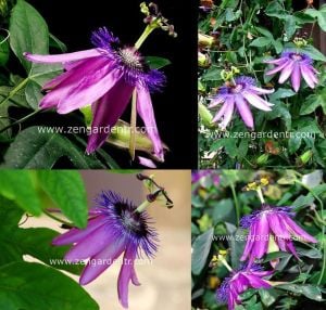 Mor passiflora fidesi lavender lady