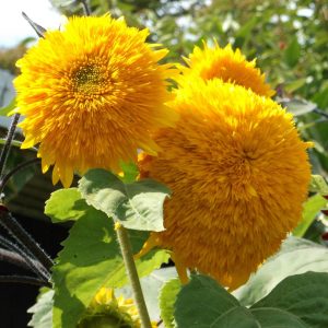 Orange Sun ayçiçeği tohumu katlı çiçekler