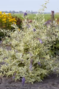 Butterfly Gold alaca kelebek çalısı buddleja davidii çift renk