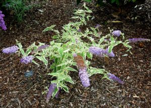 Butterfly Gold alaca kelebek çalısı buddleja davidii çift renk