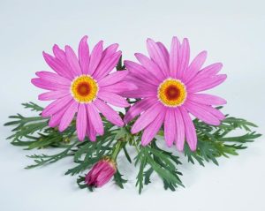 Gözlü pembe çeşme papatyası fidesi argyranthemum pink eye