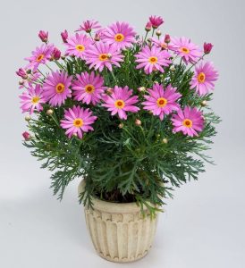 Gözlü pembe çeşme papatyası fidesi argyranthemum pink eye