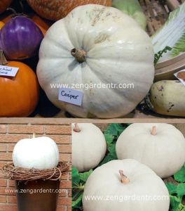 Beyaz bal kabağı tohumu casper pumpkin