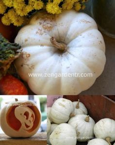 Beyaz bal kabağı tohumu casper pumpkin