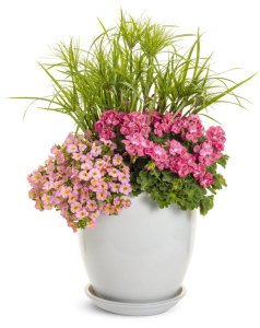 XXL çiçekli pembe sardunya fidesi big eeze pink pelargonium