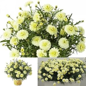 Katlı sarı çeşme papatyası fidesi argyranthemum double primrose