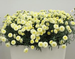 Katlı sarı çeşme papatyası fidesi argyranthemum double primrose