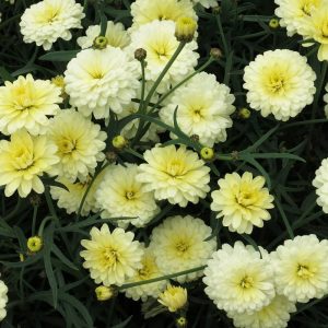 Katlı sarı çeşme papatyası fidesi argyranthemum double primrose