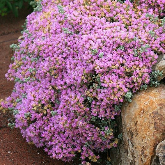 Lampranthus deltoides oscularia pembe çiçekli yayılıcı yerörtücü sukulent