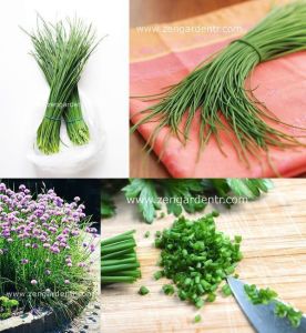 Onion chives Frenk soğanı tohumu soğan otu ince yapraklı