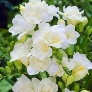 10 adet beyaz katlı frezya soğanı freesia kokulu kayısı çiçeği