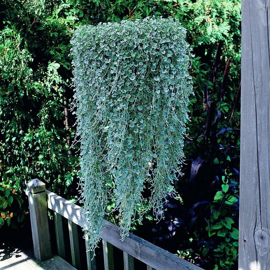 Sarkan gümüş fare kulağı fidesi Dichondra argentea silver falls