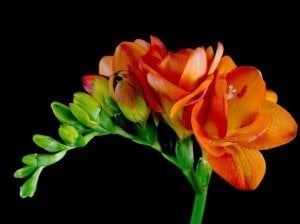 10 adet turuncu katlı frezya soğanı freesia kokulu kayısı çiçeği