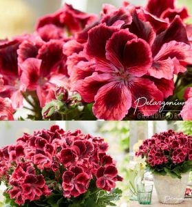 Kate canan sardunya fidesi pelargonium ceylan gözü