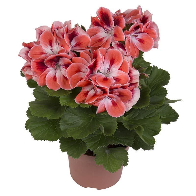 Mandarin canan sardunya fidesi pelargonium ceylan gözü