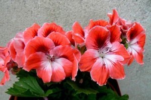 Mandarin canan sardunya fidesi pelargonium ceylan gözü