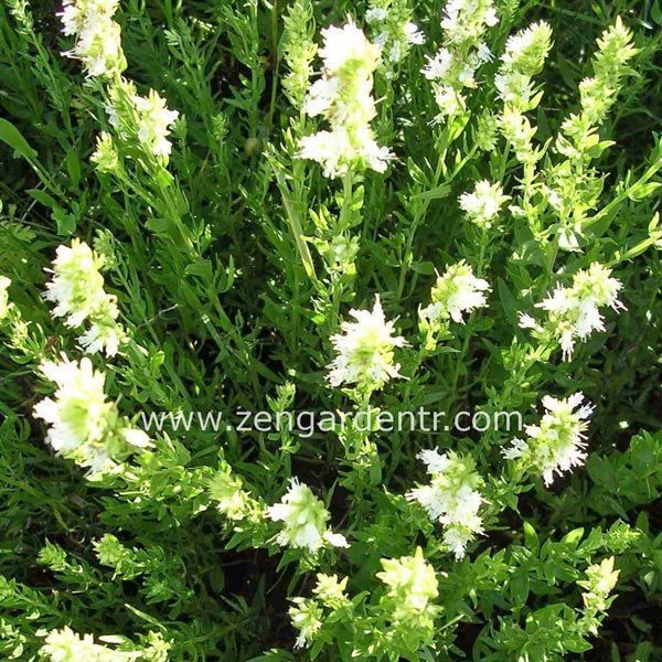 Beyaz zufaotu tohumu hyssopus officinalis white hyssop