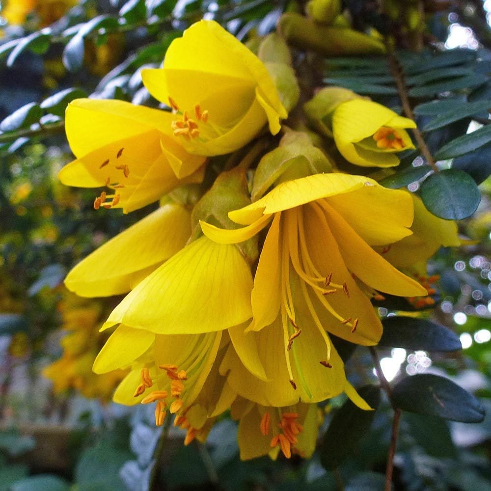 Sarı çiçekli Japon mabet ağacı fidanı Sophora microphylla