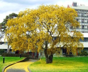 Sarı çiçekli Japon mabet ağacı fidanı Sophora microphylla