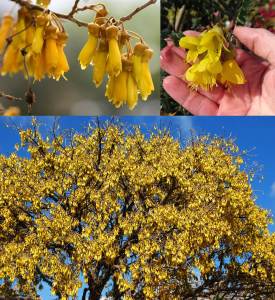 Sarı çiçekli Japon mabet ağacı fidanı Sophora microphylla