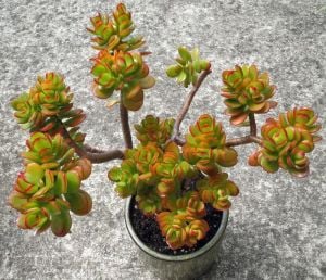 Para ağacı crassula ovata compacta kızaran yapraklı