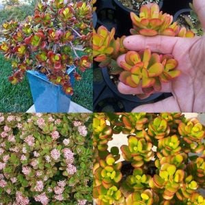 Para ağacı crassula ovata compacta kızaran yapraklı