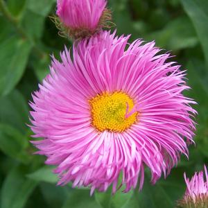 Pembe mücevher erigeron fidesi erigeron speciosus pink jewel