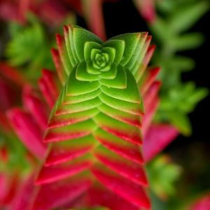 Kırmızı pagoda crassula capitella sukulent teraryum