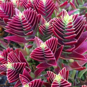 Kırmızı pagoda crassula capitella sukulent teraryum