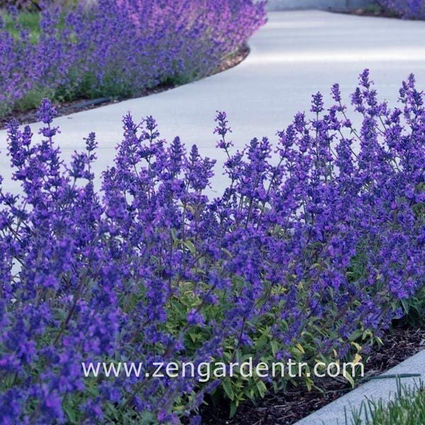 Kedi nanesi tohumu catmint nepeta racemosa