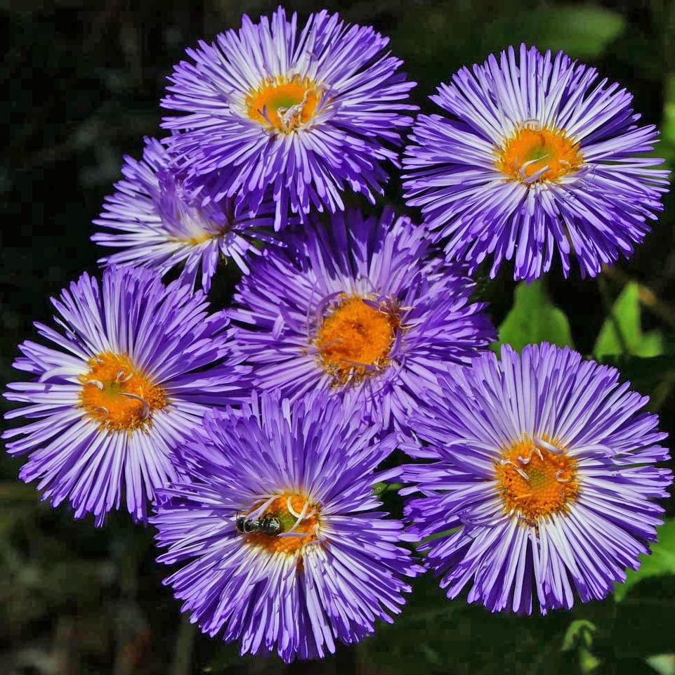 Mavi peri erigeron fidesi erigeron speciosus azure fairy