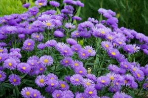 Mavi peri erigeron fidesi erigeron speciosus azure fairy