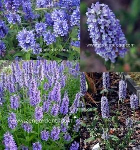 Kaşmir kedi nanesi tohumu kashmir catmint blue moon