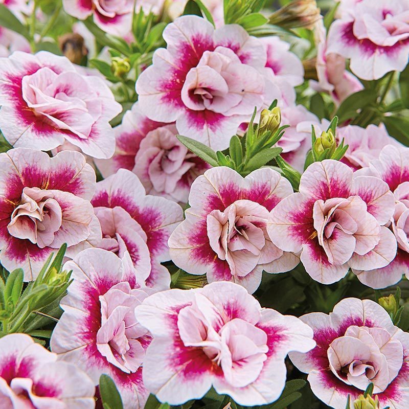 Katlı pembe kırmızı calibrachoa fidesi sarkan double pink bicolor