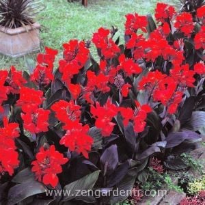 Bodur tespih çiçeği fidesi canna tropical bronze scarlet