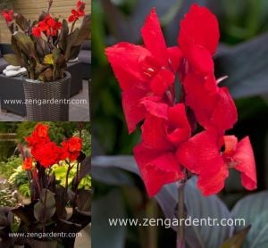 Bodur tespih çiçeği fidesi canna tropical bronze scarlet