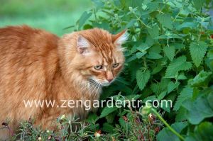 Limon aromalı kedi nanesi lemon catmint citriodora