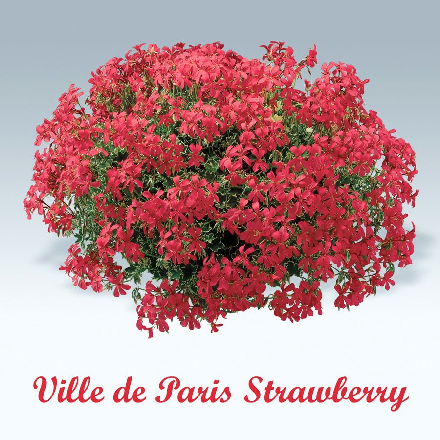 Ville de Paris Strawberry sarkan sakız sardunya fidesi ithal