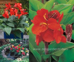 Bodur tespih çiçeği fidesi canna tropical red cannova