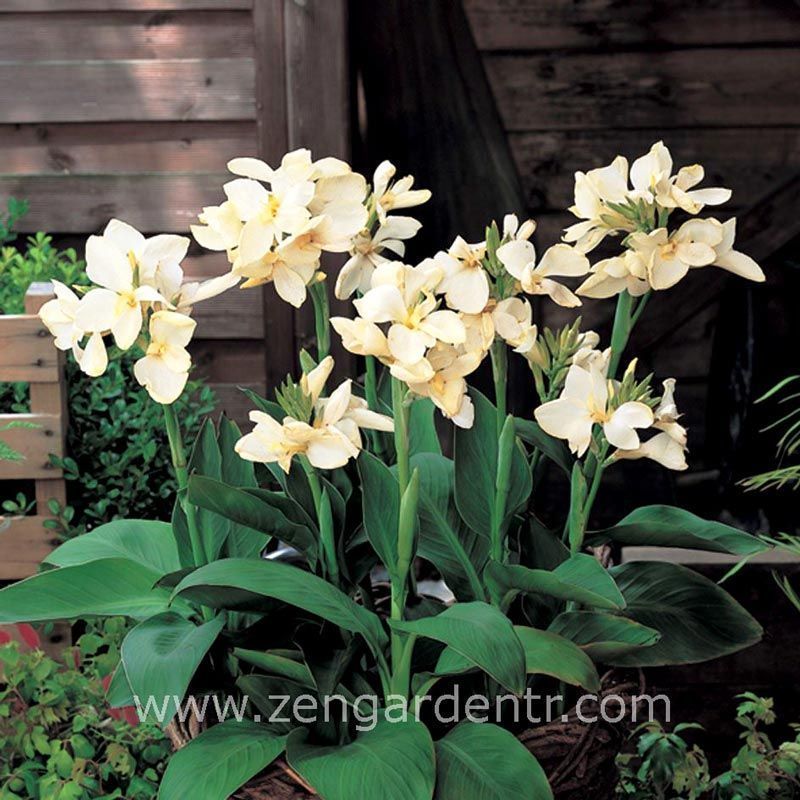 Bodur tespih çiçeği fidesi canna tropical white