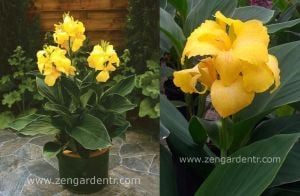 Bodur tespih çiçeği fidesi canna tropical yellow