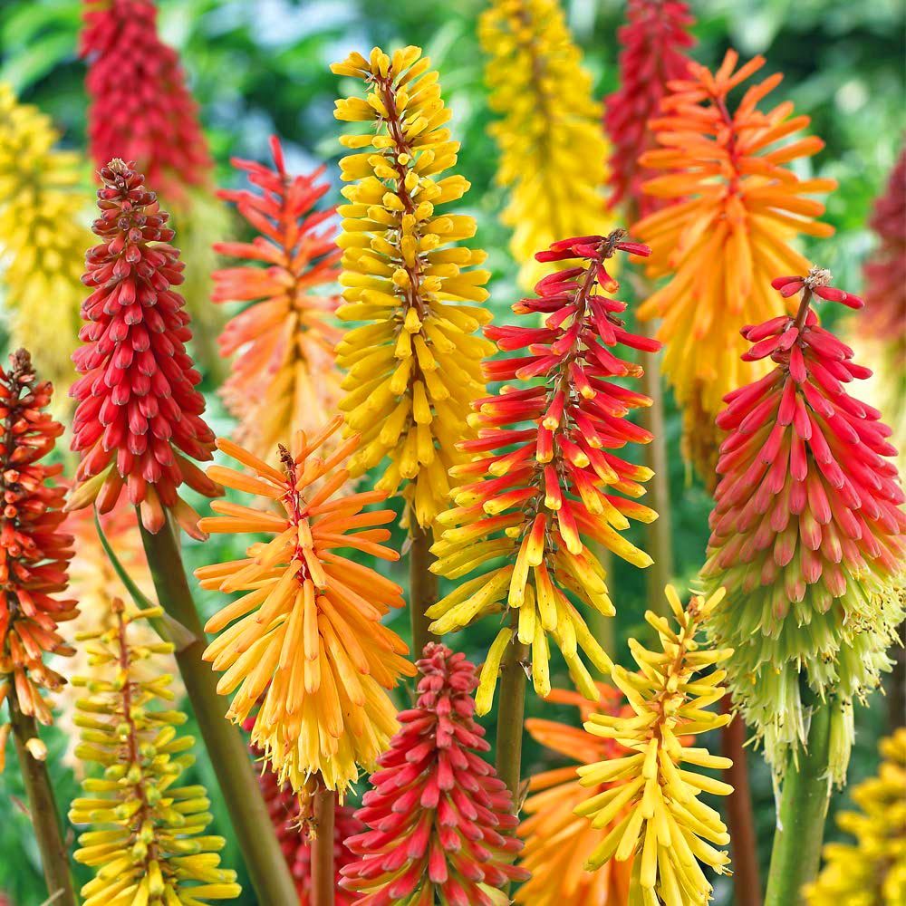 Fener çiçeği fidesi kniphofia uvaria grandiflora mix