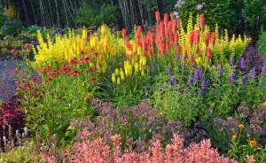 Fener çiçeği fidesi kniphofia uvaria grandiflora mix